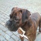 mi precioso boxer